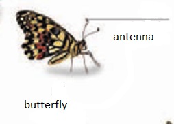 бабочка на английском языке butterfly