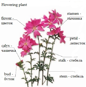 Строение цветка на английском языке