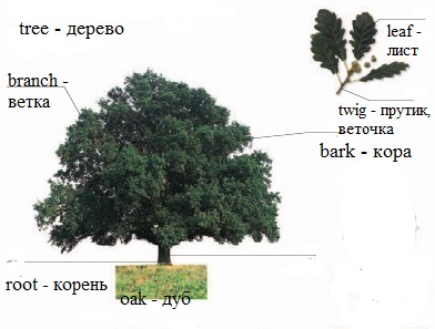 Tree дерево и его строение, английский язык